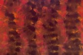 Magma