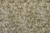 Lichen