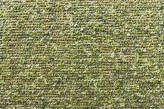 Lichen