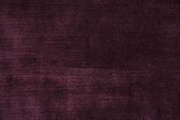 Porpora violetto