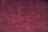 Peonia